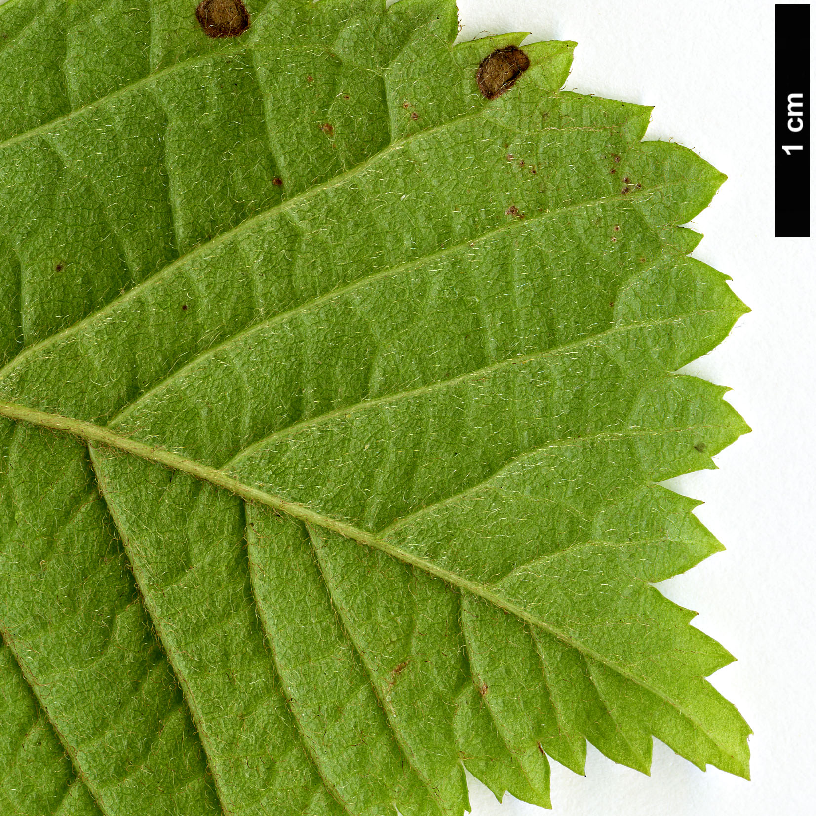 High resolution image: Family: Rosaceae - Genus: Prunus - Taxon: triloba